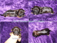 /album/farbpracht-yorkshire-terrier-bereit-fur-die-reservierung/da-2-rude-jpg/